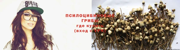 стаф Медногорск